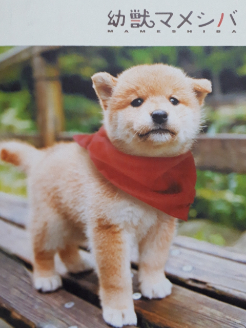 豆柴小犬海报