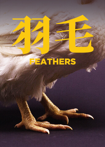 羽毛海报